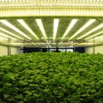 Aerofarm Systems growing unit lower level at 17 days